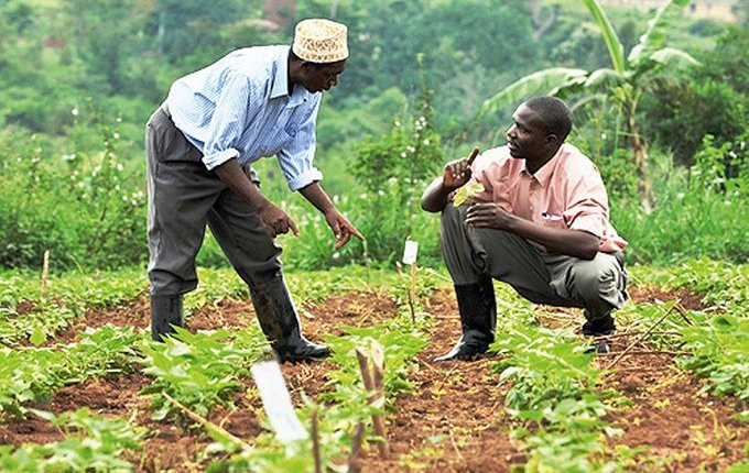 RDC  4,4 milliards pour le Plan national triennal de relance agricole