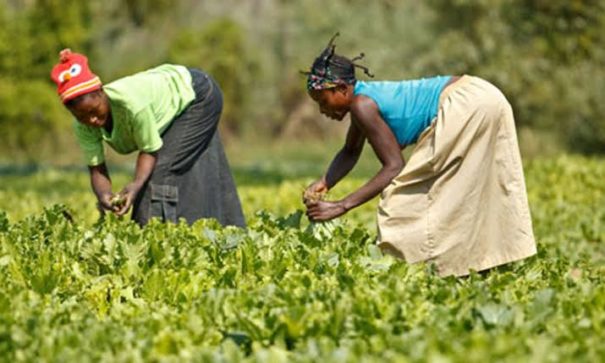 RDC  4,4 milliards USD pour le Plan national de relance agricole
